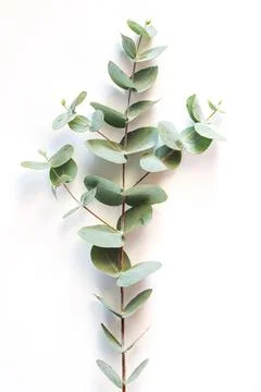 Eucalyptus leafs lay on white background. Foto stock