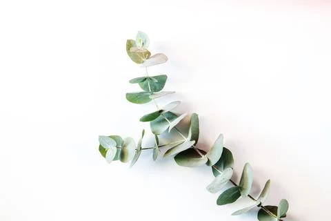 Eucalyptus leafs lay on white background. Stock Photos