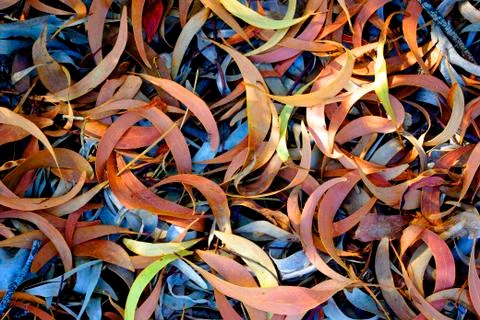 Eucalyptus leafs Stock Photos