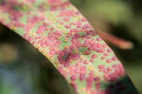 Eucalyptus leaves, affected by pink and yellow Gauls, Sunny day Stock Photos