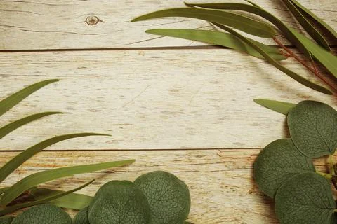 Eucalyptus leaves border frame with space copy on wooden background Stock Photos