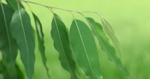 Eucalyptus leaves, Close-up of green eucalyptus leaves gently moving in natural Stock Footage 332364169