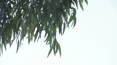 Eucalyptus leaves with copy space Stock Footage 8949690