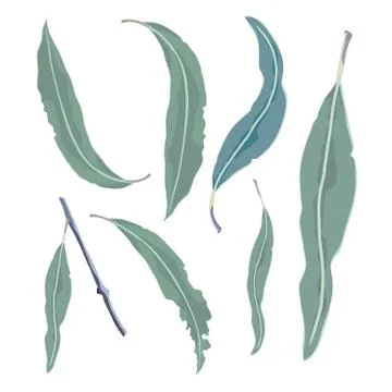 Eucalyptus leaves elements Stock Illustration