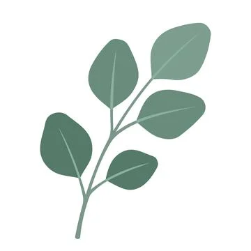 Eucalyptus Leaves Illustration Vector Template Stock Illustration