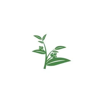 Eucalyptus leaves logo vector template design illustration Stock Illustration