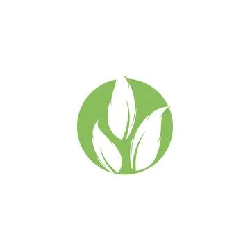 Eucalyptus leaves logo vector template Illustration