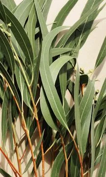 Eucalyptus leaves pattern on a beige background.top view. minimal floral card Foto stock