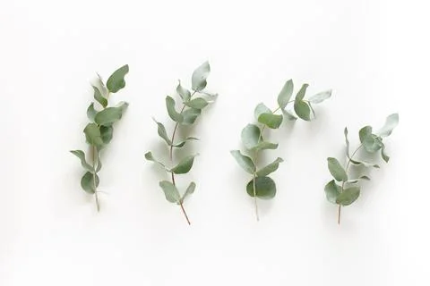 Eucalyptus leaves pattern on a white background.top view. minimal floral card Stock Photos