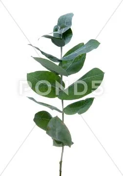 Eucalyptus leaves Stock Photos