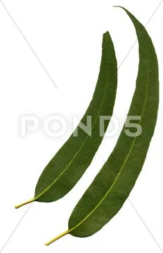 Eucalyptus Leaves Stock Photos