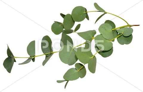 Eucalyptus Leaves Stock Photos