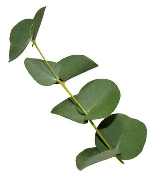 Eucalyptus Leaves Stock Photos