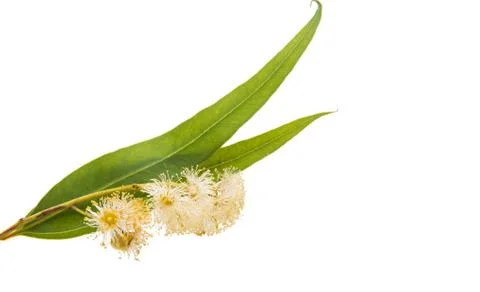 Eucalyptus leaves Stock Photos
