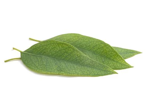 Eucalyptus leaves Stock Photos