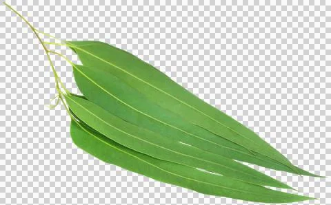 Eucalyptus leaves Stock Photos