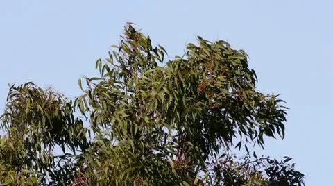 Eucalyptus Leaves Slow Motion Stock Footage 10579288