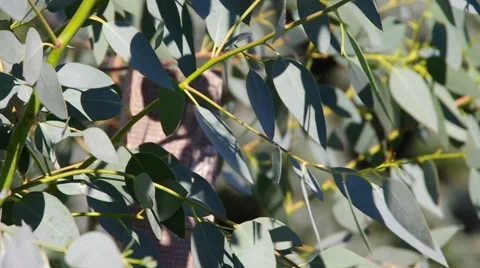 Eucalyptus leaves in summer Stock Footage 50752819