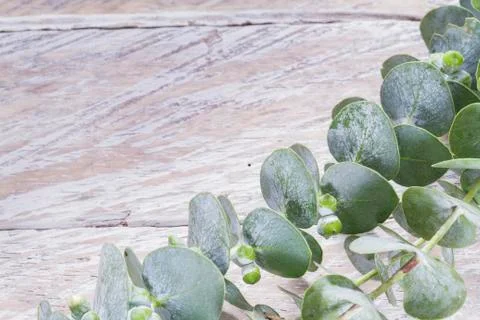 Eucalyptus leaves on the table close up (Eucalyptus) Stock Photos
