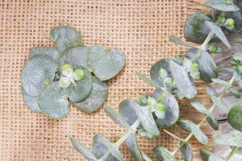 Eucalyptus leaves on the table close up (Eucalyptus) Stock Photos