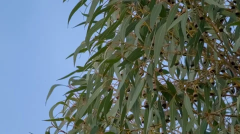 Eucalyptus leaves on tree gently moving with blue sky in background Stock Footage 68780698