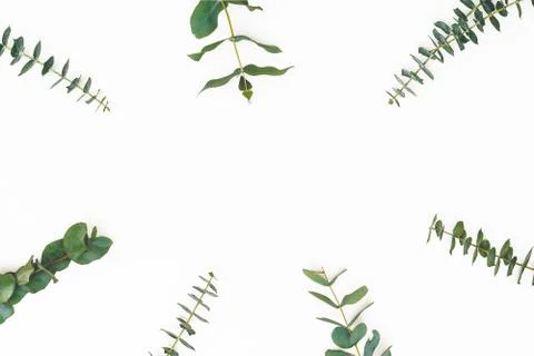 Eucalyptus leaves on white background. Pattern made of eucalyptus Photos