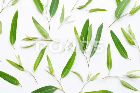 Eucalyptus leaves on white Stock Photos