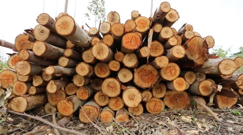 Eucalyptus log 動画素材 49315201