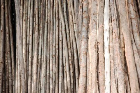 Eucalyptus log Stock Photos