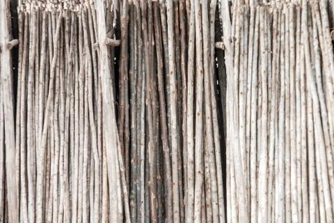 Eucalyptus log 写真素材