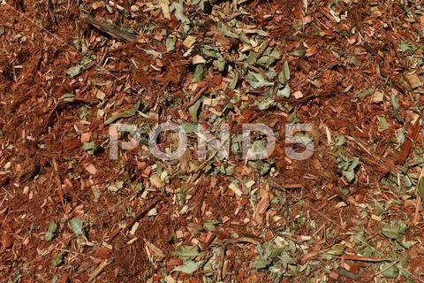 Eucalyptus mulch texture background Stock Photos