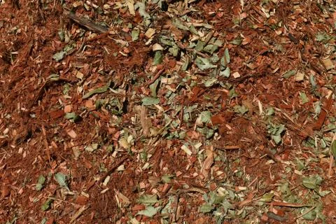 Eucalyptus mulch texture background Stock Photos