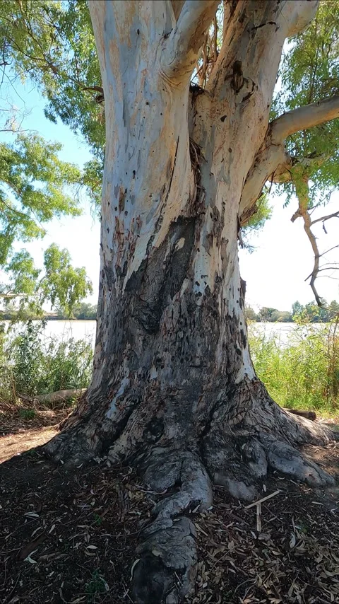 Eucalyptus next to the river Stock Footage 252283747