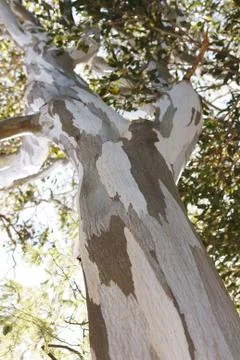 Eucalyptus Stock Photos