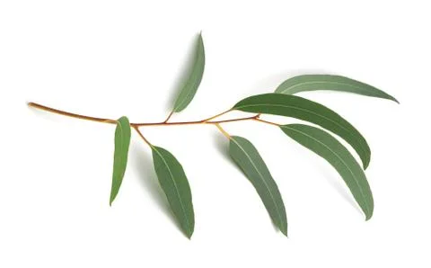 Eucalyptus Stock Photos