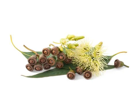 Eucalyptus Foto stock