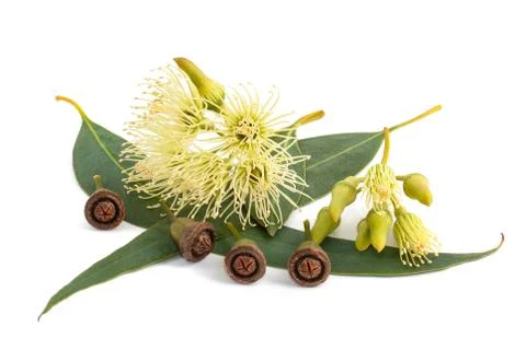 Eucalyptus Stock Photos