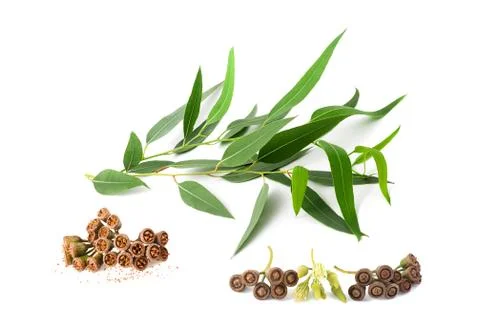 Eucalyptus Stock Photos