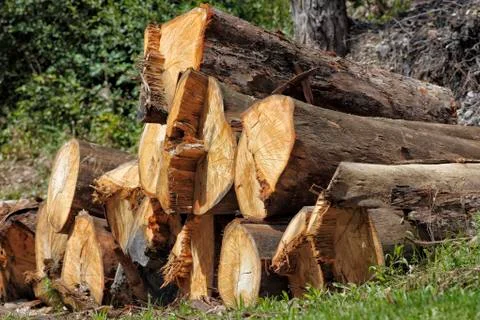 Eucalyptus Stock Photos