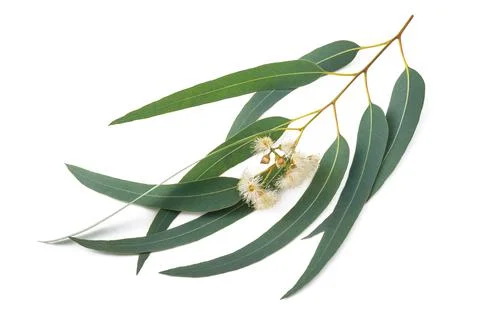 Eucalyptus Stock Photos