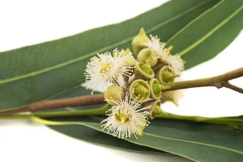 Eucalyptus Stock Photos
