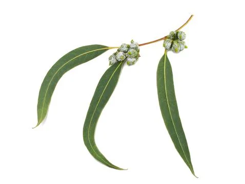 Eucalyptus Stock Photos