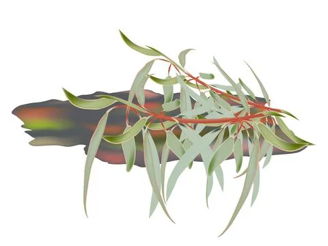 Eucalyptus plant Illustrazione stock