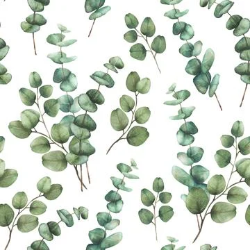 Eucalyptus plant seamless pattern. Greenery Bouquet Watercolor branch with round Stock Illustration