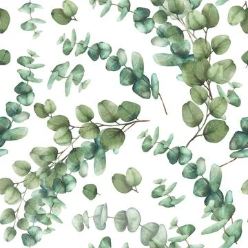 Eucalyptus plant seamless pattern. Greenery Bouquet Watercolor branch with round Stock Illustration