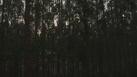 Eucalyptus plantation 06 Stock Footage 127540540