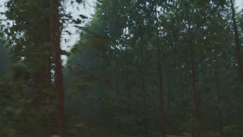 Eucalyptus plantation 2 Stock Footage 127505979