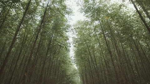 Eucalyptus plantation 3 Video stock 127499607