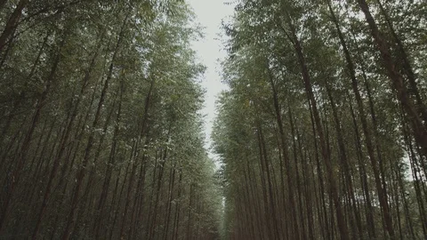 Eucalyptus plantation 4 動画素材 127496486