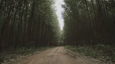 Eucalyptus plantation 5 Stock Footage 127493726